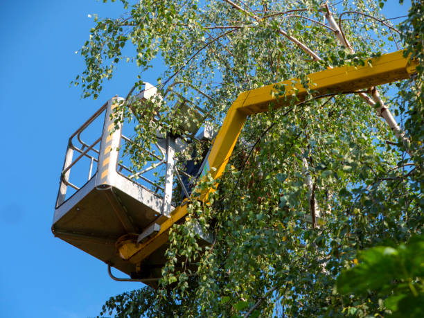 Healthy Trees, Happy Yard: Professional Tree Health Services