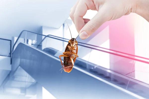 Affordable Cockroach Control Services for Sydney